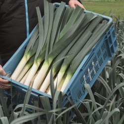 Por Curling f1 10 tyś. nasion primed precyzja ST